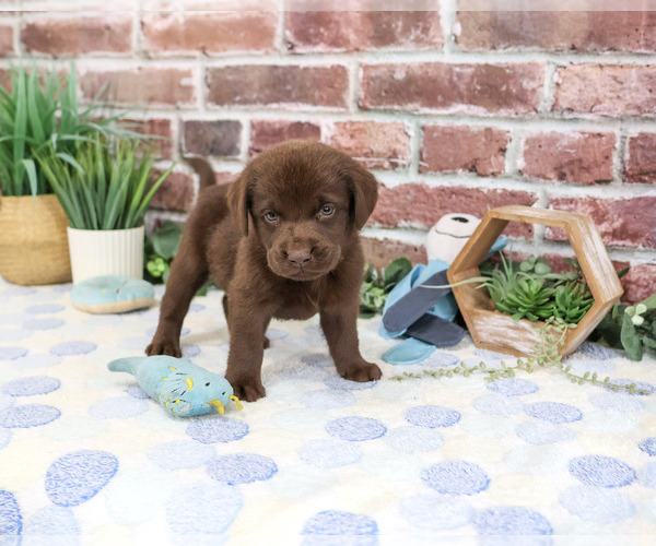 Medium Photo #2 Labrador Retriever Puppy For Sale in SYRACUSE, IN, USA