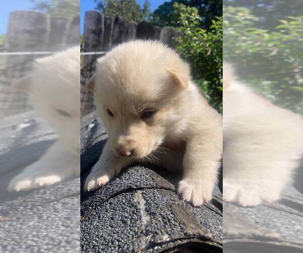Medium Photo #25 Swiss Shepherd-Timber Wolf Mix Puppy For Sale in MAD RIVER, CA, USA