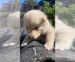 Small Photo #25 Swiss Shepherd-Timber Wolf Mix Puppy For Sale in MAD RIVER, CA, USA