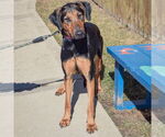 Small #3 Doberman Pinscher-German Shepherd Dog Mix