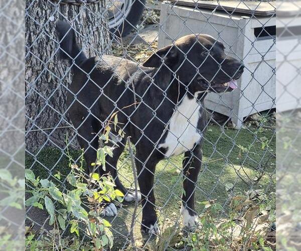 Medium Photo #1 American Staffordshire Terrier-Unknown Mix Puppy For Sale in San Antonio, TX, USA