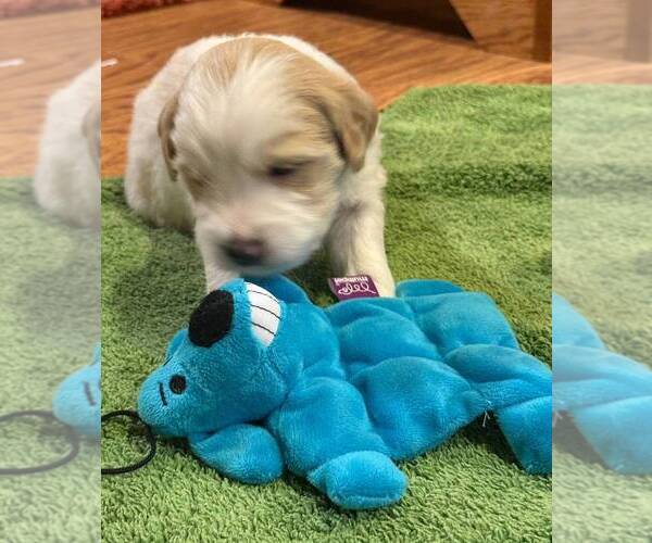 Medium Photo #9 Golden Mountain Doodle  Puppy For Sale in JIM FALLS, WI, USA