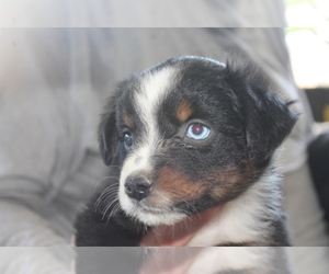 Miniature Australian Shepherd Puppy for sale in LEXINGTON, AL, USA