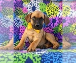 Small Photo #1 Boerboel Puppy For Sale in OXFORD, PA, USA