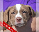 Small American Staffordshire Terrier-Boston Terrier Mix