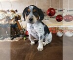 Small Photo #6 Australian Cattle Dog Puppy For Sale in BRIGGSDALE, CO, USA