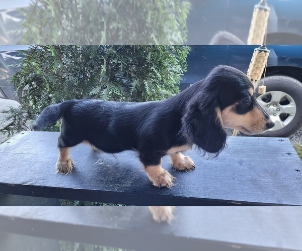 Medium Photo #2 Dachshund Puppy For Sale in FAYETTEVILLE, TN, USA