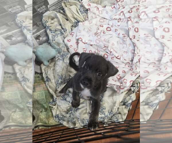 Medium Photo #3 Mutt Puppy For Sale in SHERBURNE, NY, USA