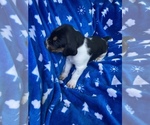 Small Photo #30 American Foxhound Puppy For Sale in AIKEN, SC, USA
