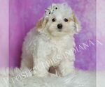 Puppy Finley Maltipoo (Miniature)