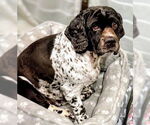 Small Cocker Spaniel