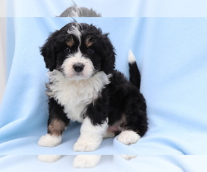 Miniature Bernedoodle Puppy for sale in SHILOH, OH, USA