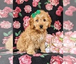 Small Photo #2 Cocker Spaniel-Poodle (Miniature) Mix Puppy For Sale in NEW HOLLAND, PA, USA