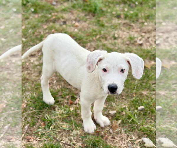 Medium Photo #12 Great Pyrenees-Unknown Mix Puppy For Sale in Germantown, OH, USA