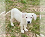 Small #11 Great Pyrenees Mix