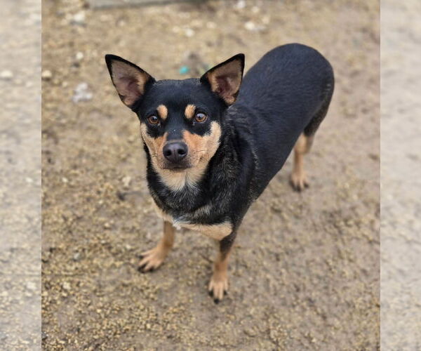 Medium Photo #2 Chipin Puppy For Sale in Maquoketa, IA, USA