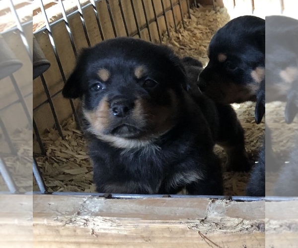 Medium Photo #8 Rottweiler Puppy For Sale in VONORE, TN, USA