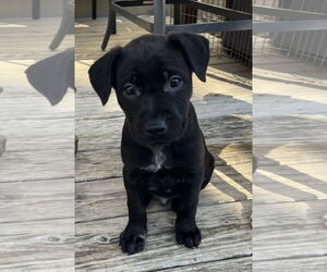 German Shepherd Dog-Unknown Mix Dogs for adoption in Stephens City, VA, USA