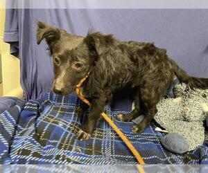 Chihuahua Dogs for adoption in Modesto, CA, USA