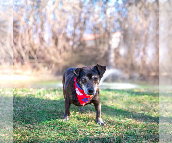 Medium Photo #1 Dachshund-Unknown Mix Puppy For Sale in Unionville, PA, USA