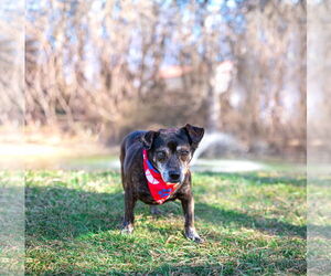 Dachshund-Unknown Mix Dogs for adoption in Unionville, PA, USA