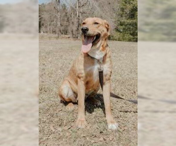 Medium Photo #5 Shepradors Puppy For Sale in Attalka, AL, USA