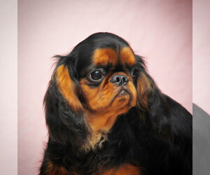 English Toy Spaniel Puppy for sale in Zhytomyr, Zhytomyr, Ukraine