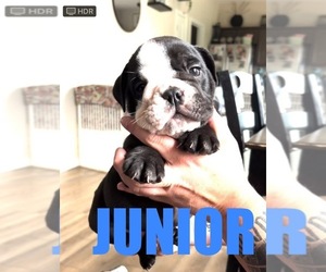 Bulldog Puppy for sale in OSCEOLA, WI, USA