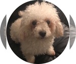 Small Photo #1 Poodle (Miniature) Puppy For Sale in HIGH POINT, NC, USA