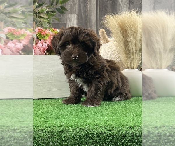 Medium Photo #5 Havanese Puppy For Sale in CANOGA, NY, USA