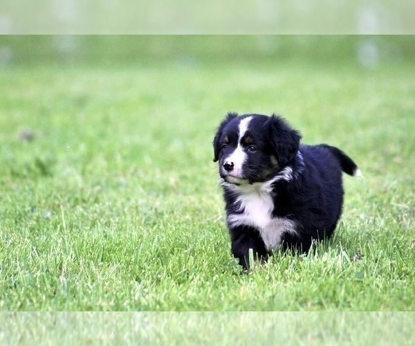 Medium Photo #7 Australian Shepherd Puppy For Sale in NEWTON FALLS, OH, USA