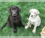 Small Photo #11 Labrador Retriever Puppy For Sale in WOODSTOCK, CT, USA