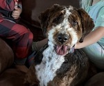 Small #1 Bernedoodle