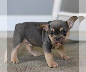 French Bulldog Puppy for sale in EPHRATA, PA, USA