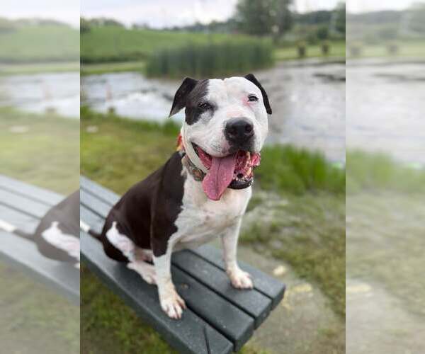 Medium Photo #5 American Staffordshire Terrier Puppy For Sale in Spring Lake, NJ, USA