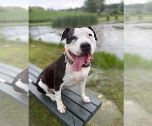 Cookie - Female American Staffordshire Terrier Dog for Adoption - Photo #5