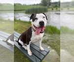 Small Photo #5 American Staffordshire Terrier Puppy For Sale in Spring Lake, NJ, USA