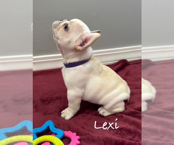 Medium Photo #2 French Bulldog Puppy For Sale in WILLIAMSVILLE, MO, USA