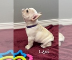 Small #1 French Bulldog