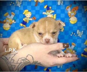 Chihuahua Puppy for sale in WINNSBORO, LA, USA