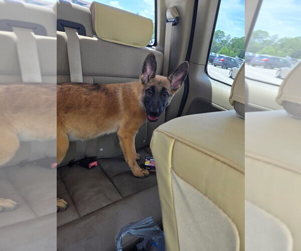 Medium Photo #3 Mutt Puppy For Sale in Imlay City, MI, USA