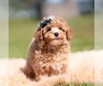 Small Photo #86 Poodle (Miniature) Puppy For Sale in WARSAW, IN, USA