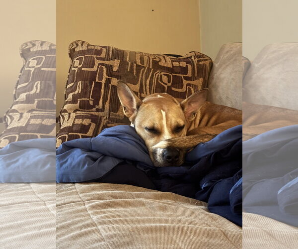 Medium Photo #4 American Pit Bull Terrier-Siberian Husky Mix Puppy For Sale in Westminster, MD, USA