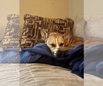 Small Photo #4 American Pit Bull Terrier-Siberian Husky Mix Puppy For Sale in Westminster, MD, USA