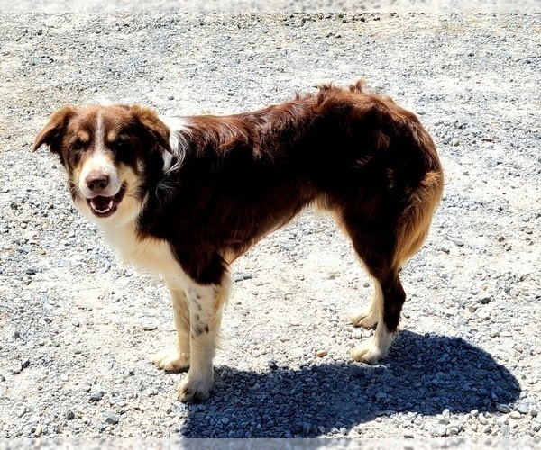 Medium Photo #1 Border Collie Puppy For Sale in BYBEE, TN, USA
