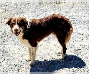 Father of the Border Collie puppies born on 12/01/2025