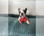 Small Photo #3 French Bulldog Puppy For Sale in PAWTUCKET, RI, USA