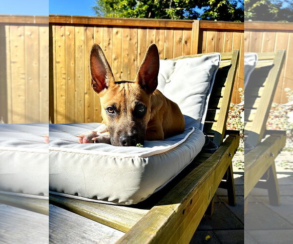 Medium Photo #10 German Shepherd Dog-Unknown Mix Puppy For Sale in Polson, MT, USA