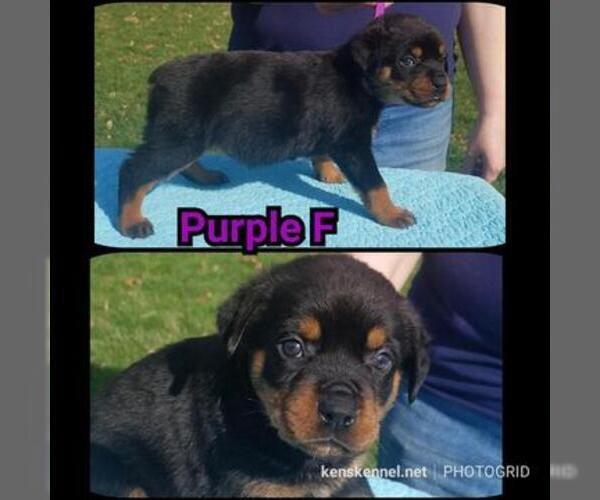 Medium Photo #4 Rottweiler Puppy For Sale in COLUMBIA, MO, USA