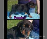 Small Photo #4 Rottweiler Puppy For Sale in COLUMBIA, MO, USA